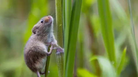 David Parry/PA Media Assignments Mice release