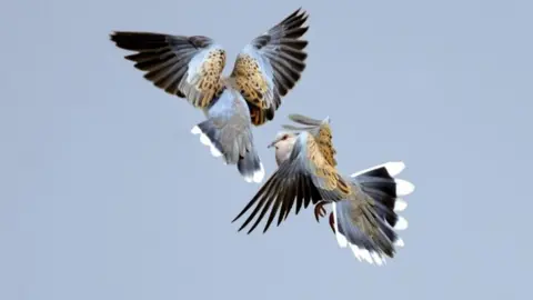 David Tipling/Naturepl.com Turtle doves in flight