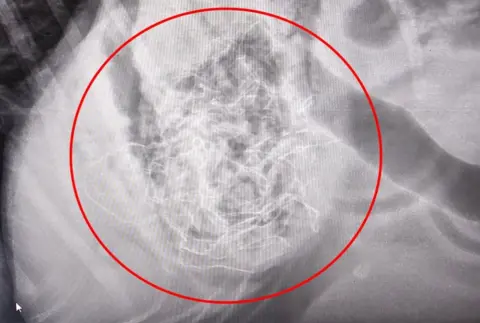 PDSA X-ray showing tinsel inside Shylah. A red circle marks the area.