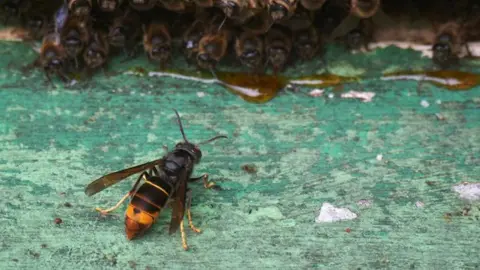 Getty Images Una avispa asiática en una estructura de madera verde acercándose a un nido