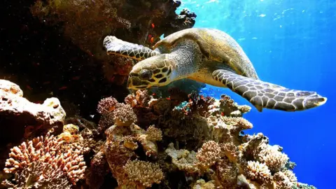 Getty Images A turtle swimming over a coral reef