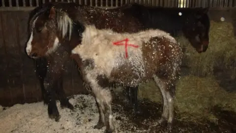 RSPCA Neglected horse