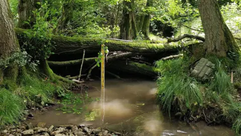 PA Media Picture of a large tree branch suspended over a shallow river - acting as a natural flood defence