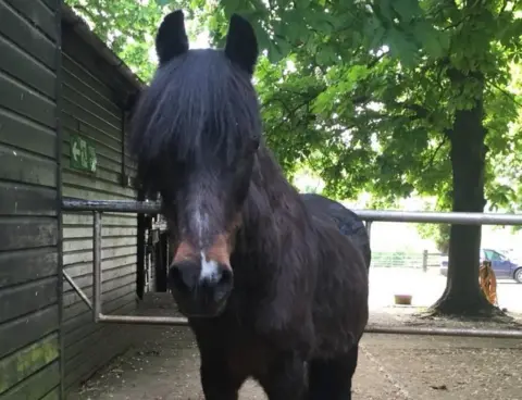 Jann Turner Smuggler the pony