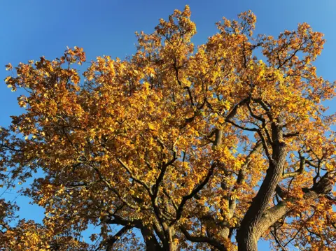 Esther Johnson An oak tree in Gold Street, Little Milton.