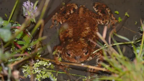 Pete Hill common toad