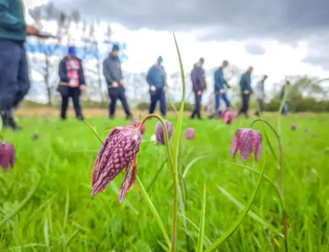 BBOWT Snake's Head Fritillary