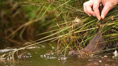 RSPB Water vole being released