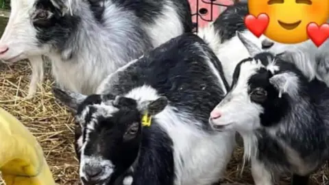 North Yorkshire Police Pygmy goats