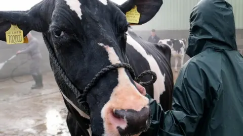Getty Images Cow at Great Yorkshire Show