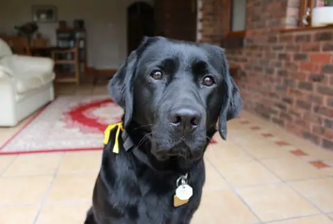 Guide Dogs Coco