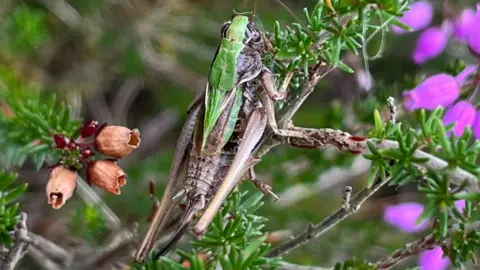 A close up of a bog bush cricket resting on an evergreen twig. It has a long brown body with a bright green flash down the top of its head and top half of its body. 