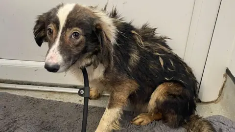 A brown and white collie dog with matted fur sat on a blanket next to a door.