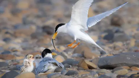 A little tern is returning to land with a fish clasped in its beak. Two chicks and another adult tern are waiting on the rocky beach.