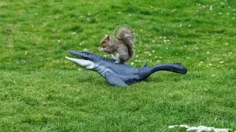 Marnie Boyle A squirrel on the back of a toy dinosaur on grass.