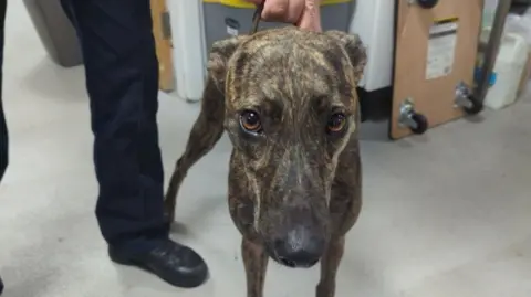 RSPCA The photograph shows a brindle-coated lurcher standing indoors on a light-coloured floor. The dog has a narrow face with large, expressive eyes looking toward the camera. A person, dressed in dark clothing and black shoes is holding the dog by the back of its neck.