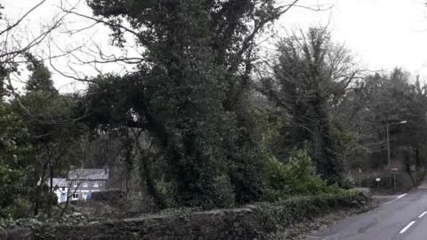 Large trees on the side of a road covered in ivy. There is a grey and white building in the background. 