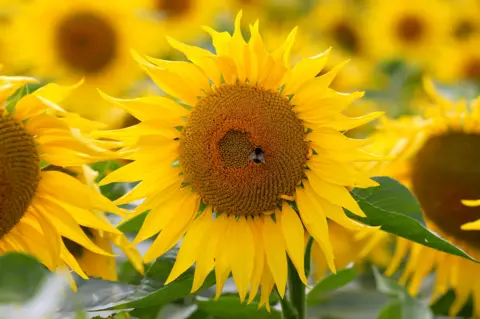 PA Media A close-up of a sunflower with bright yellow petals and a brown centre, where a bee is perched. Other sunflowers are blurred in the background.