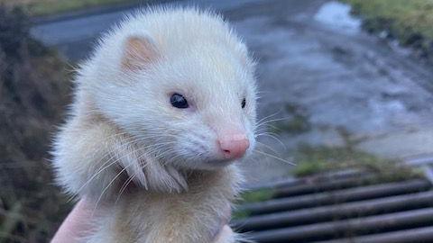 Ferret