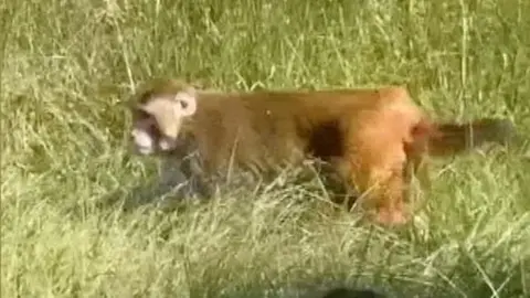 A monkey moves around in grass