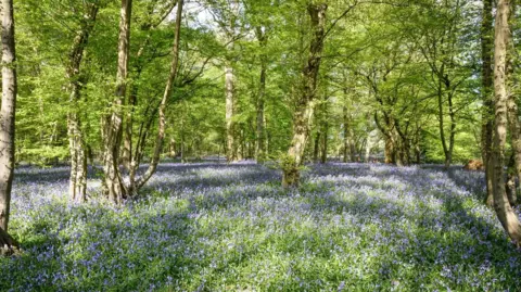 Nick Salmon Bluebells at Astonbury Wood on a spring day 