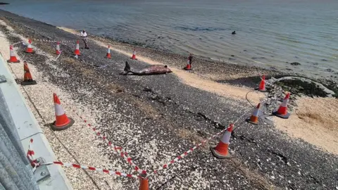 Phil McDowell A whale is lying on shingle near the edge of the sea. A cordon and traffic cones surround it.