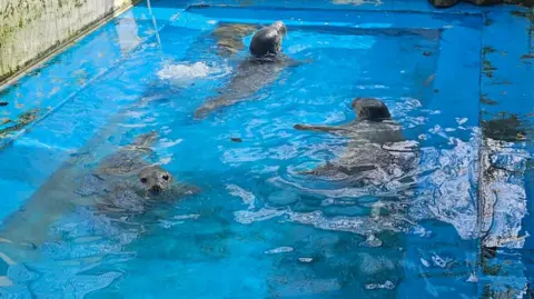 GSPCA Three seals swimming in a pool. There heads are above the water and all have their heads above the water. There are ripples of water around them. 