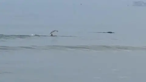 Elizabeth Mills arm visible above the water and the top of a seal just seen on the surface.