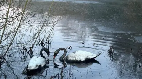 Chris Swallow Two swans, partly covered with a black substance, near the bank of a river
