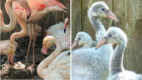 Bridlington Animal Park A composite image of two photos. On the left are pink flamingos sat around a little mould where a flamingo chick is resting. One of the flamingos is leaning down towards it. On the right are three fluffy white and grey chicks.