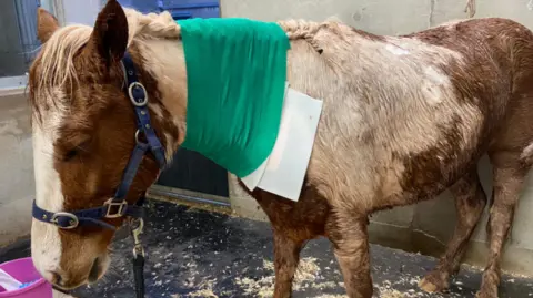 The Mare and Foal Sanctuary Dakota, a skewbald moorland gelding, standing in a stable. The pony has his eyes shut and is pointing his head at the floor. He has dressings on his wounds following the attack. 