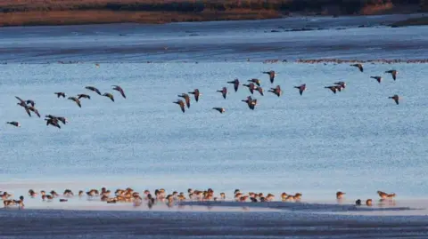 National Trust Brent geese and dunlins are seen feeding on the mudflats at Northey Island and flying in the sky above