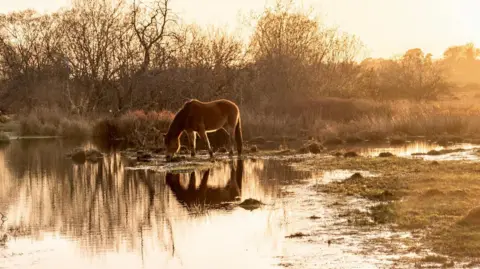 Bramble and Beach A horse drinks from the shore of a lake in a field.