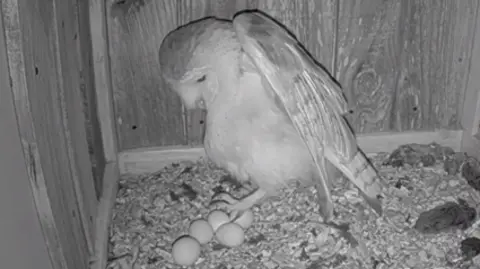 A black and white image shows a barn owl inside a bird box next to its unhatched eggs. It is raising a wing. The bird box is made of wood. 