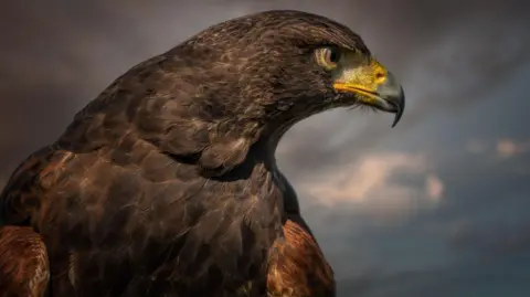 A hawk looking to the side. It has a yellow beak and the background is a gloomy sky