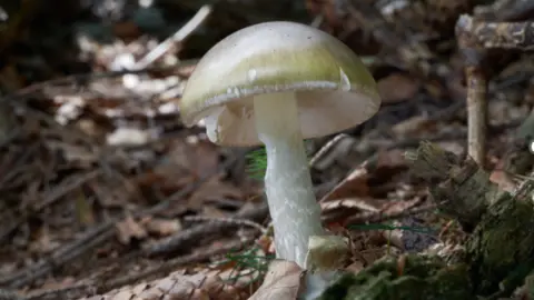California Department of Public Health close-up image of a death cap mushroom growing out of forest ground