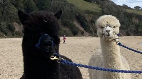 A picture of a therapy alpaca. There is two alpacas, one is black and one is cream/white. They are walking along a beach.