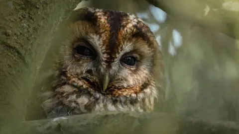 An owl in a tree.