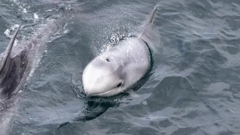 Risso's dolphins