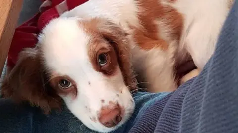 Fudge - a four-month-old male cocker spaniel