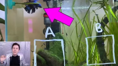 YouTube Norman the fish