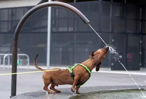 Joe Klamar / AFP A dachshund drinks from a fountain