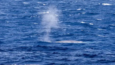 Sharon Doake Blue whale