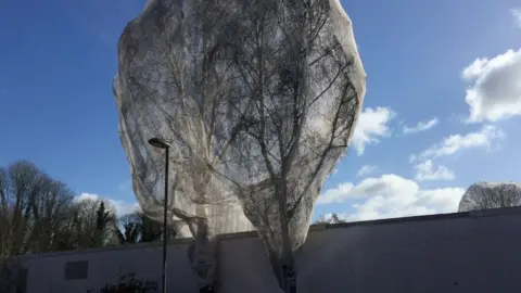 Netted trees in Guildford