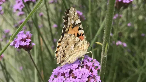 Robert Brady Painted lady butterfly