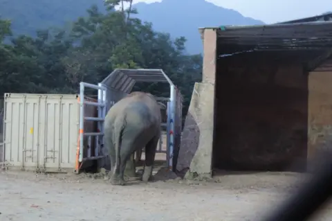 Kavaan entering his crate