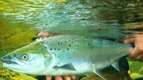 Salmon being released