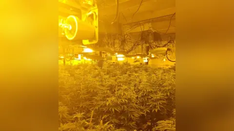 Greater Manchester Police Cannabis farm