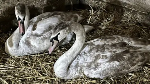 Linjoy Wildlife Sanctuary Two swans