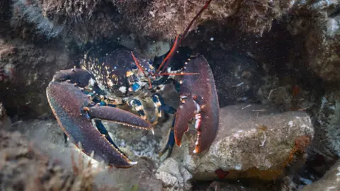 Chris Taylor Photo Crustacean